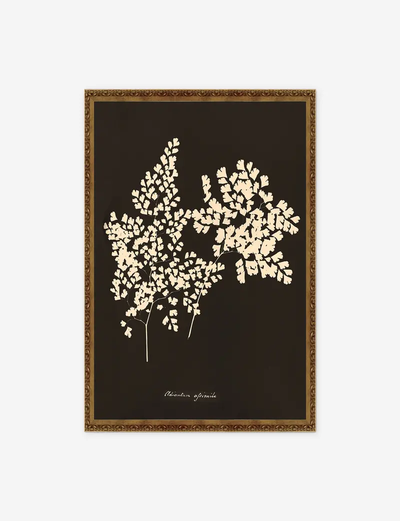 Adiantum Cuneatum Botanical Print – Anna Atkins Cyanotype Reproduction 1
