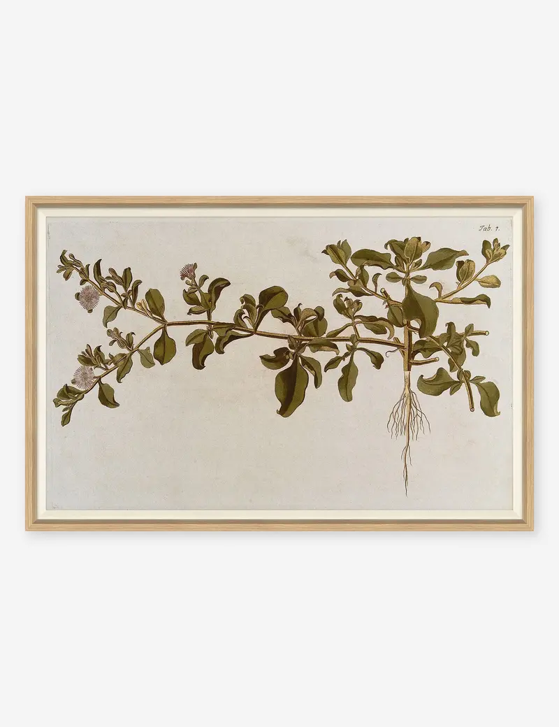 Franz Anton Von Scheidl 'Flowering Plants I' Framed Wall Art 1