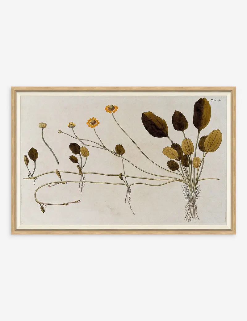 Franz Anton Von Scheidl 'Flowering Plants Ii' Wall Print 1