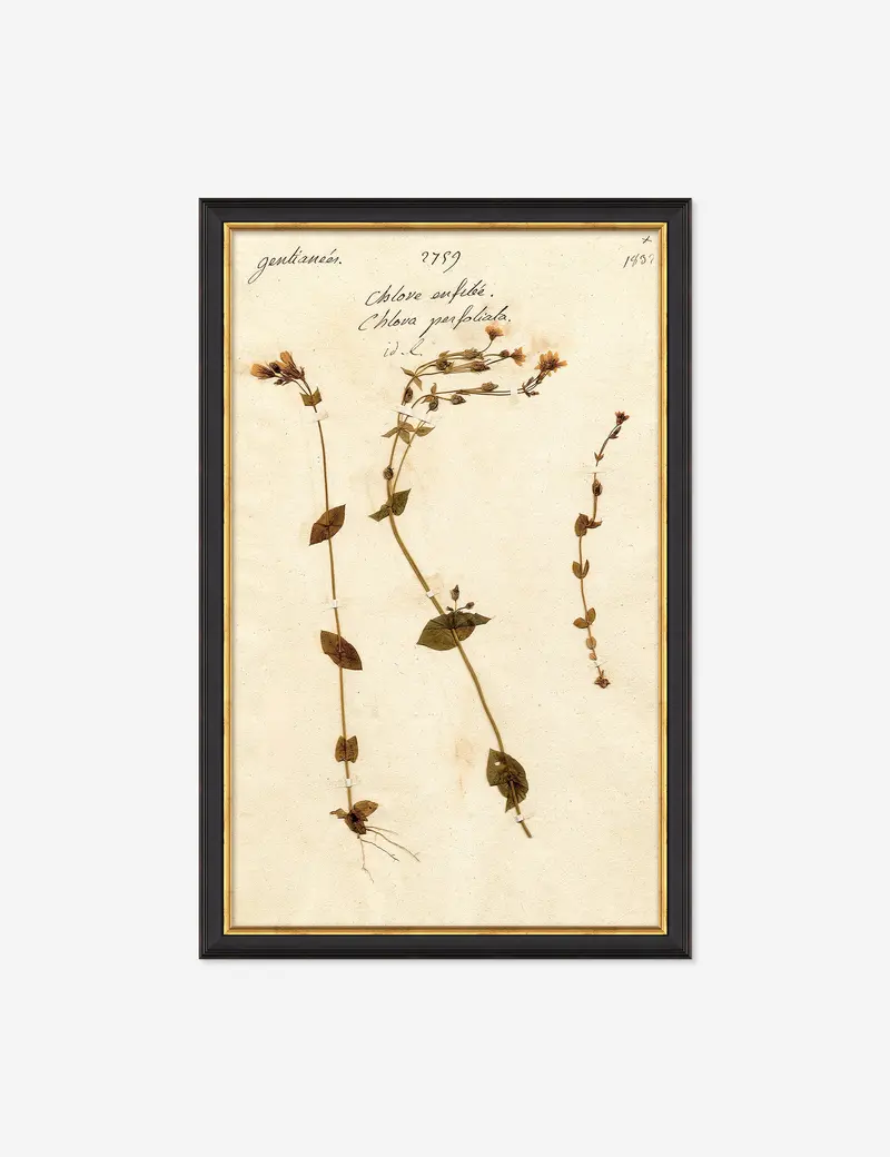 Herbarium A Classic Herbarium Illustration Print 1