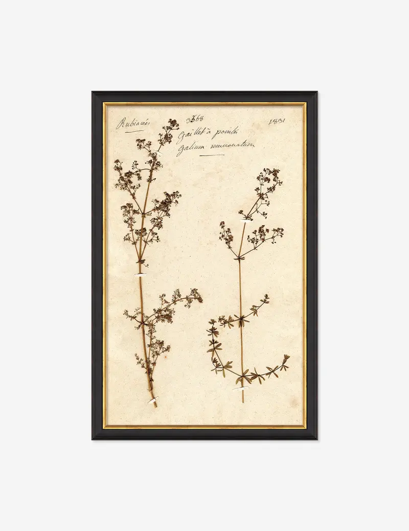 Herbarium B Hand-Drawn Flora Art Print 1