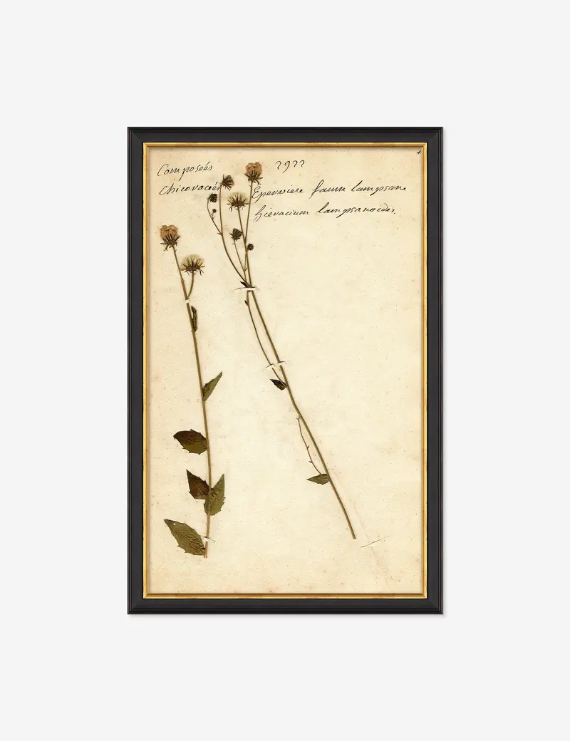 Herbarium C Vintage-Style Botanical Print 1