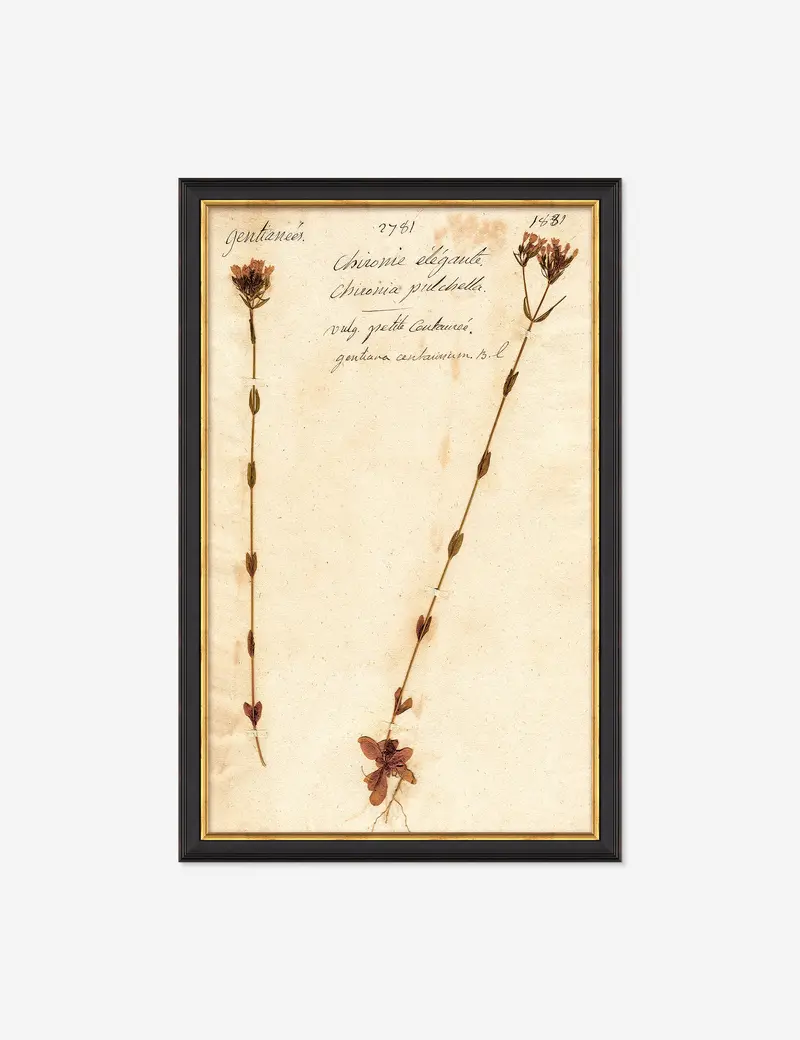 Herbarium D Nature-Inspired Wall Art Print 1