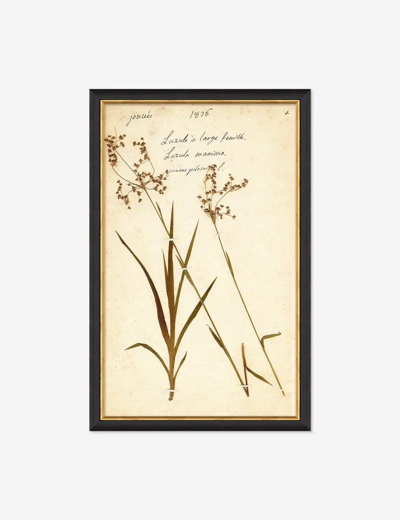Herbarium E Illustrated Plant Art Print 1