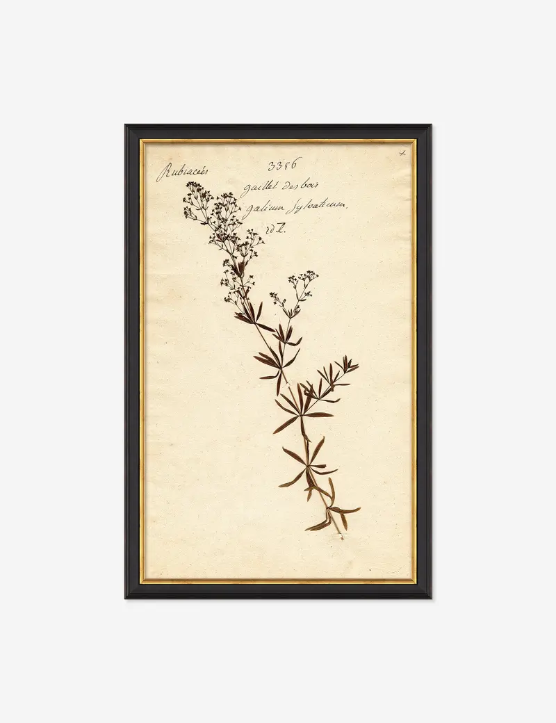 Herbarium F Botanical Wall Art Print 1