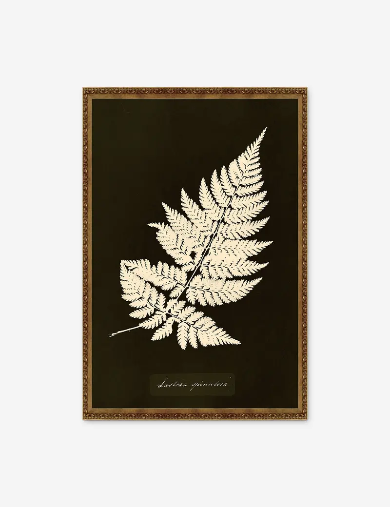 Lastrea Spinulosa Vintage Fern Print – Anna Atkins Archival Edition 1