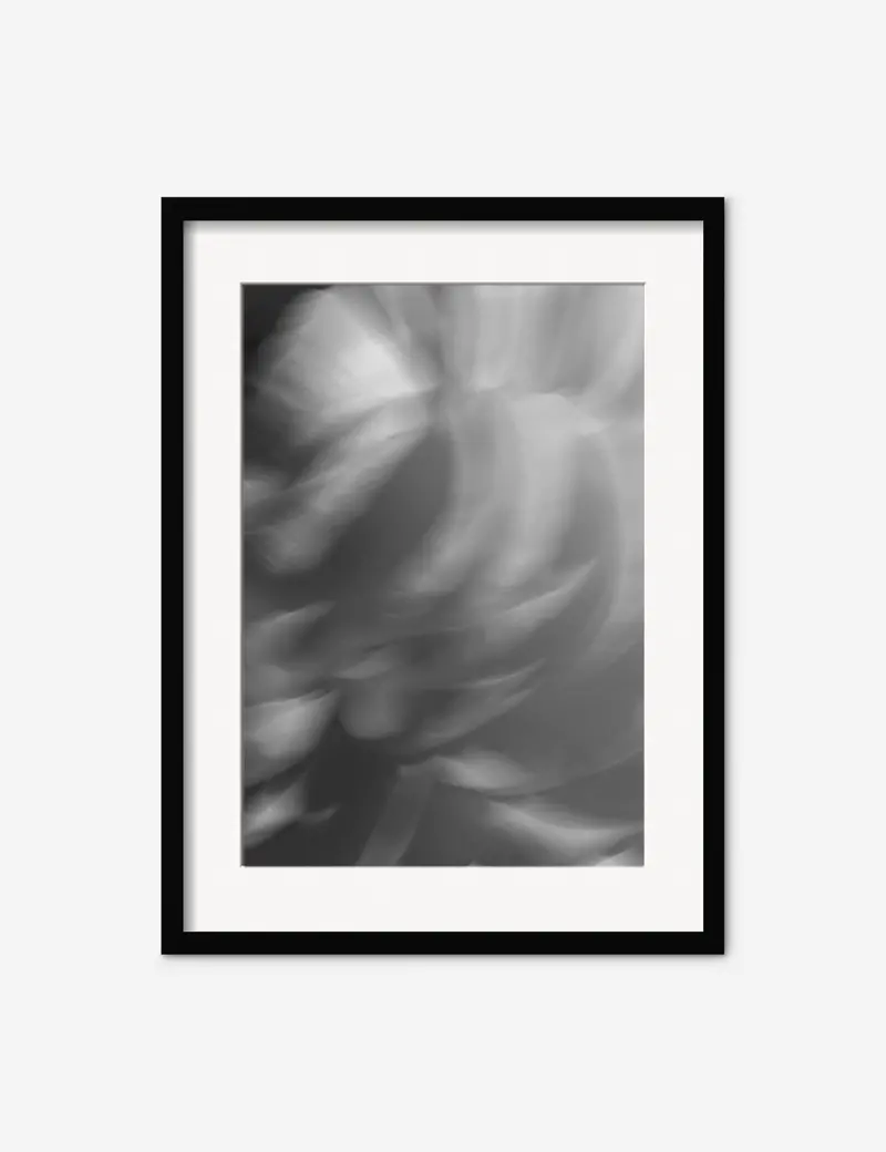 Ranunculus No. 1 Fine Art Print By Carley Rudd 1