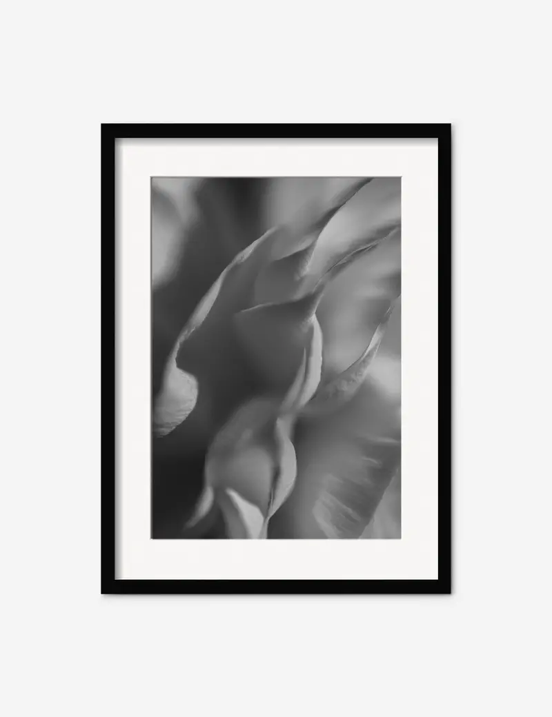 Ranunculus No. 2 Art Photography Print By Carley Rudd 1