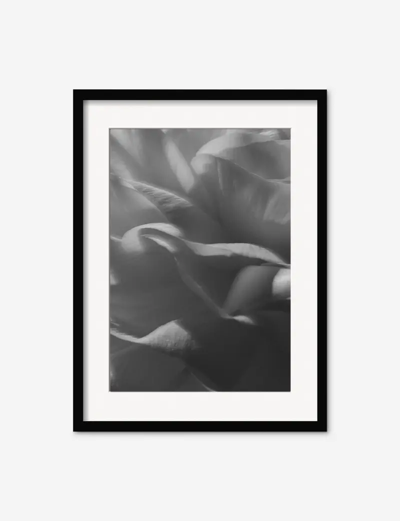 Ranunculus No. 3 Fine Art Photography Print By Carley Rudd 1