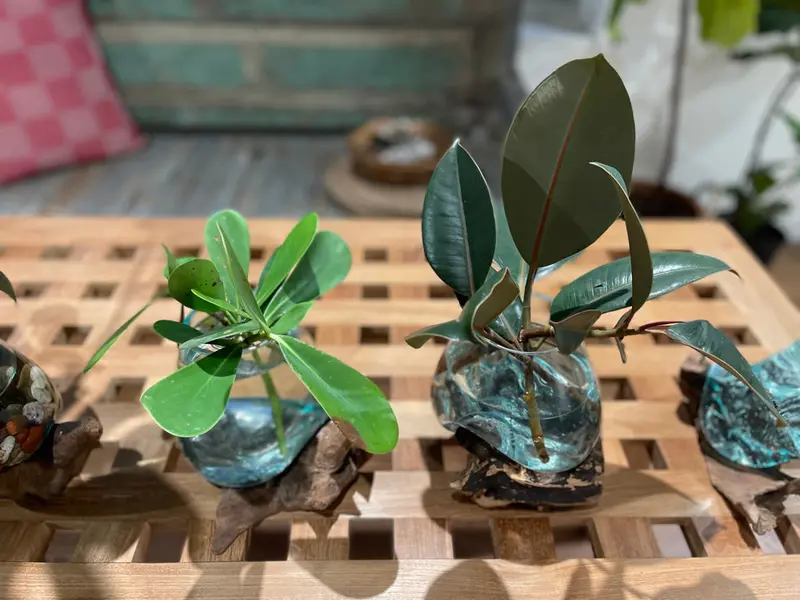 Set Of Hand-Blown Propagation Bowls – Local Pickup Only 1