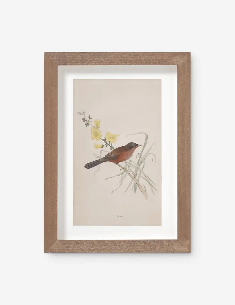 Vintage Bird Watercolor No. 69 Print By Visual Contrast 1
