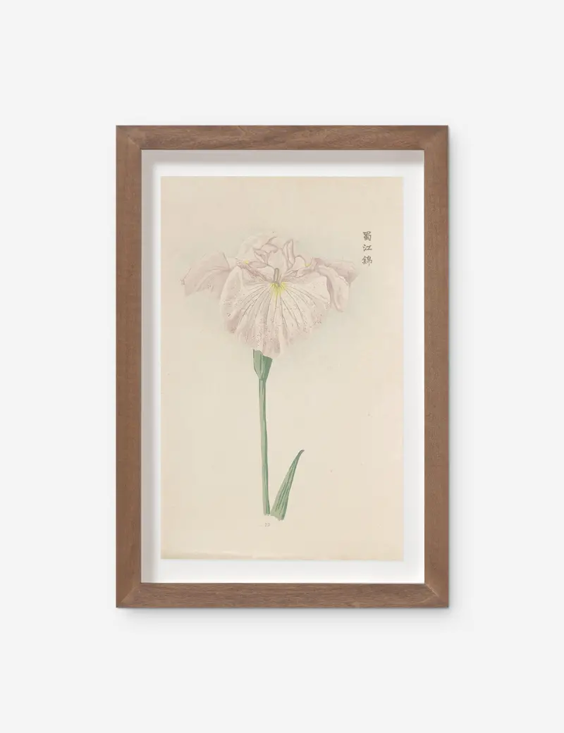 Vintage Japanese Iris No. 22 Art Print By Miyoshi Manabu 1