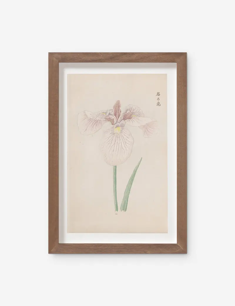 Vintage Japanese Iris No. 34 Art Print By Miyoshi Manabu 1