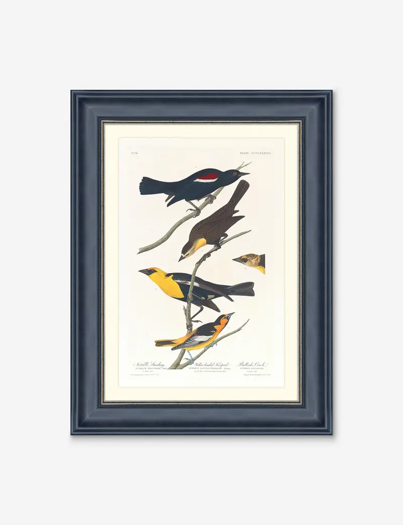 Wings Of The Wild Iv Wildlife Art – Alex Zane Nature Series 1